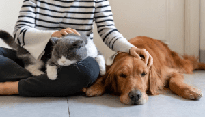 dog trainers pet sitters liability protection